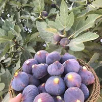 انبه اناناس آلبالو گیلاس هلو کیوی گردو بلوبری|خدمات باغبانی و درختکاری|گرگان, |دیوار