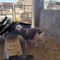 بره