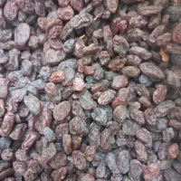 کشمش تاکستان