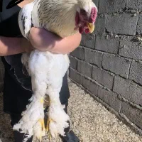 خروس برهما لایت