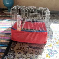 کرمونی|پرنده|مرودشت, ژیان|دیوار