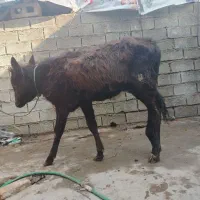 گوساله ماده خارجی|حیوانات مزرعه|اهواز, اسلام آباد شرقی|دیوار