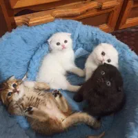 گربه اسکاتیش فولد