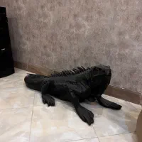 دکوری پلی استر|مجسمه، تندیس، ماکت|یزد, |دیوار