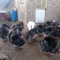 خروس بوقلمون|حیوانات مزرعه|مشهد, فرخد|دیوار