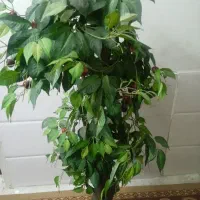 فروش درخت گیلاس