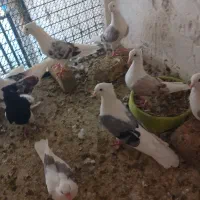 ۱۰عدد کبوتر