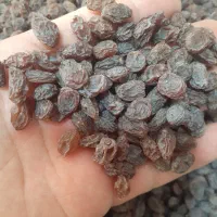 کشمش آفتابی درجه یک اعلا|خوردنی و آشامیدنی|تاکستان, |دیوار