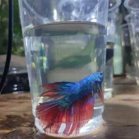 فایتر هافمون