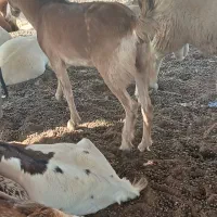 بز نزار گوشتی|حیوانات مزرعه|تخت, |دیوار