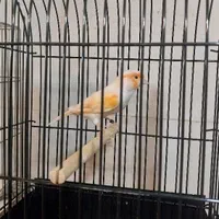 فروش قناری رسمی بلند،نگرو،گلستر،آلاس،پرستار|پرنده|خاوران, |دیوار