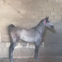 35میلیون