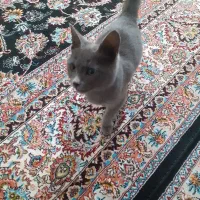 واگذاری گربه خونگی|گربه|قوچان, |دیوار