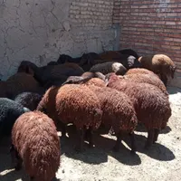 بره نر