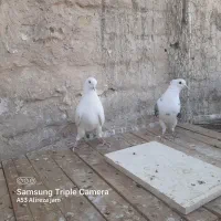 کبوتر طوقی پرشی سرخ دمسیاه سین دمسیاه