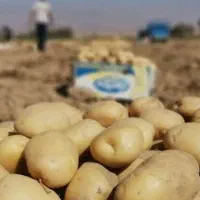 سیب زمینی سرولایت