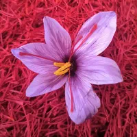 زعفران نگین|خوردنی و آشامیدنی|مشهد, رضاشهر|دیوار