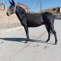 فروش قاطر زرد|حیوانات مزرعه|لاران, |دیوار