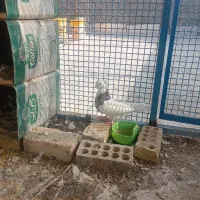 طوقیالماسی