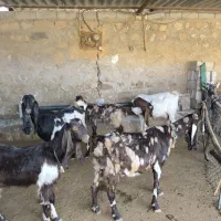 بز پطیری و کاموری