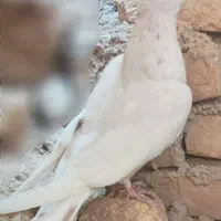یک عدد کبوتر