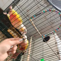 جفت گرینچیک