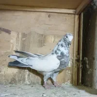 کبوتر پرشی غریب|پرنده|کوهدشت, |دیوار