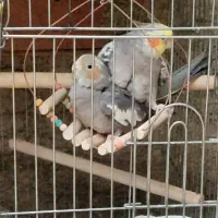 یه جفت عروس هلندی سخنگو همراه قفس تخم لونه