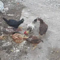 فروش تعدادی مرغ وخروس