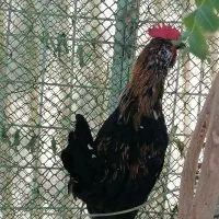 جوجه خروس گلین 3 ماهه زیر مرغی