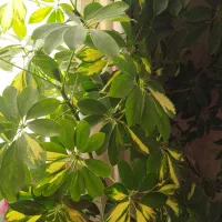 گل‌های آپارتمانی زیبا و شاداب|گل و گیاه طبیعی|صدرا-فارس, فاز ۱|دیوار