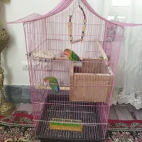 طوطی‌برزیلی‌ومرغ‌عشق‌بالغ|پرنده|بروجرد, |دیوار