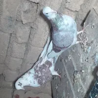 یک جفت کفتر دوبالی