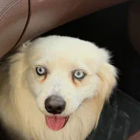 سگ gomshode