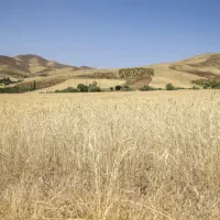گندم آبی بوجاری شده
