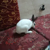 خرگوش خارجی چشم سیاه
