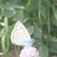 خورچین گمشده همراه باتایر فرقان