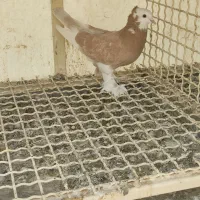 کفتر بلژیکی وشازده زرد زیبا|پرنده|تهران, انبار نفت|دیوار