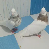 طوقی|پرنده|بهبهان, |دیوار