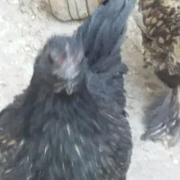 مرغ وخروس چینی وبلژیکی|حیوانات مزرعه|قم, نخودی|دیوار