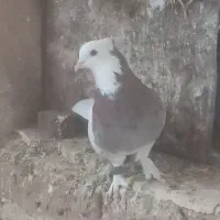 طوقی هفرنگ بیرونی|پرنده|سبزوار, بیهق شرقی|دیوار