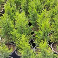 تولید گیاهان فضای سبز بیرونی در رشت