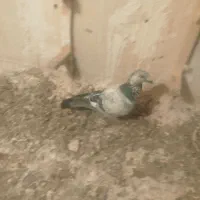 حیوانات یک عدد و کفتر بزک المانی