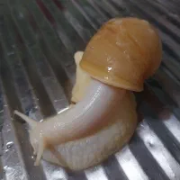 حلزون