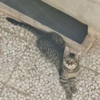 واگذاری ۴ گربه dsh (توضیحات خوانده شود)|گربه|قم, وادی السلام|دیوار