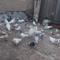 یک جفت کبوتر سینه