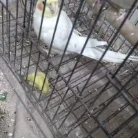 عروس هلندی نژاد لوتینو|پرنده|سورک, |دیوار