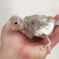 جوجه عروس هلندی و کوتوله