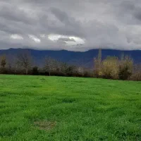 زمین کشاورزی  واقع در بندرگز روستای کوه صحرا