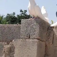 کبوتر سفید